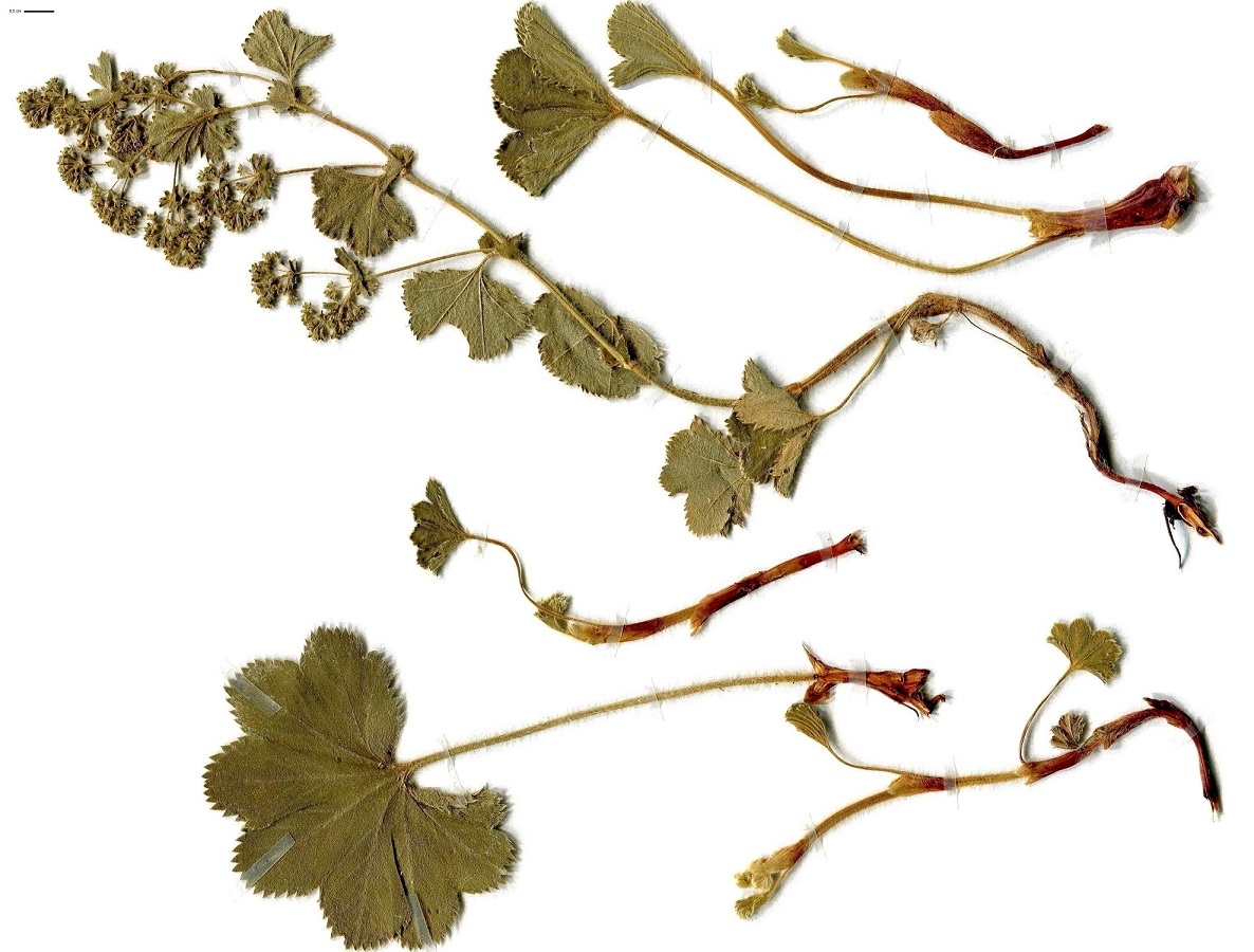 Alchemilla filicaulis (Rosaceae)